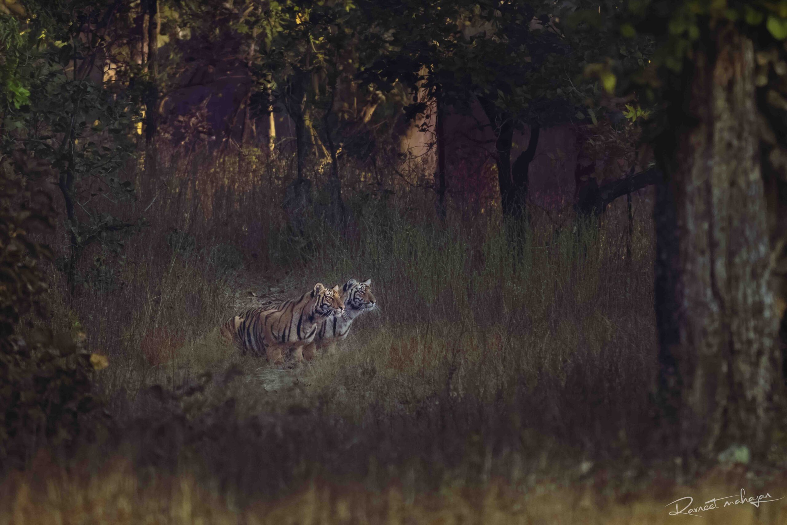 DSC_1307-Enhanced-NR