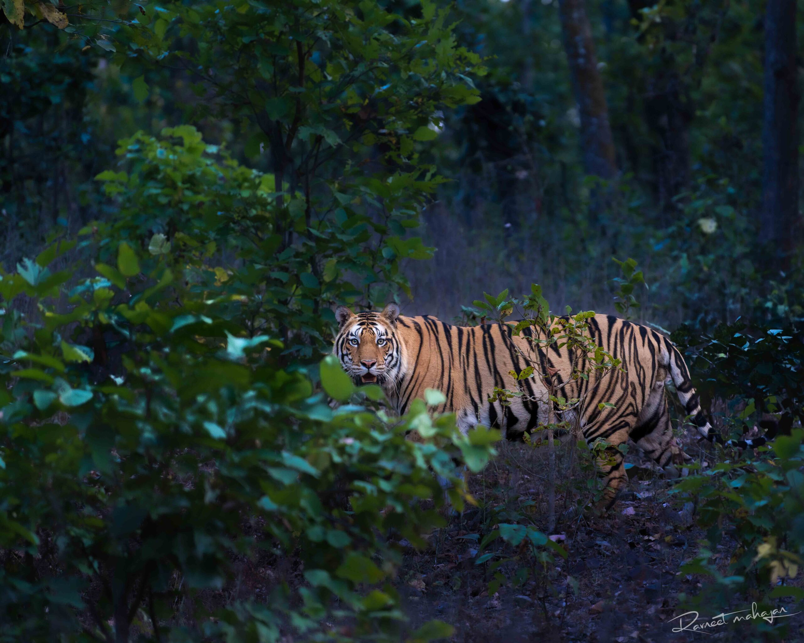 DSC_5473-Enhanced-NR